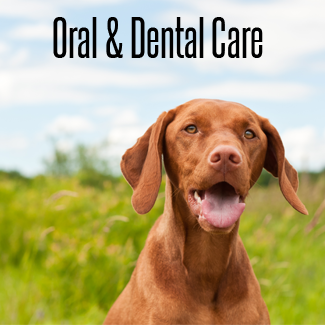 Oral and Dental Care